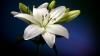 Bianco Lily