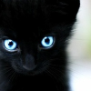 black cat 25