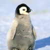 Хитрожопый пингвин