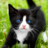 Кот с голубыми глазами