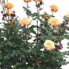 Куст роз