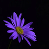 Фиолетовая ромашка