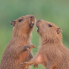 Suspicious Capybara