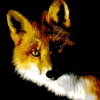 Foxy_Orange