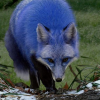 ___Blue Fox___
