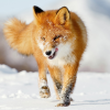 Cunning Red Fox