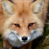 Sergey.fox
