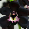 Chiara Orchid