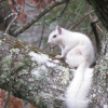 White squirrelll