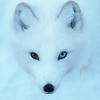 Drear White Fox