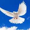 Dove_of_Peace