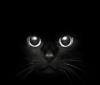 ...Черная кошка...blackcat.