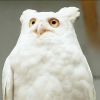 White__Owl