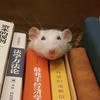 мышка с книжкой