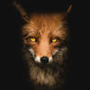 Midnight Devil-Fox