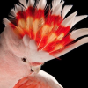 The_Pink_Cockatoo