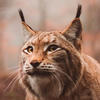 The brave red lynx