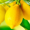 Листик лимона