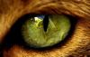 Тайна кошачьих глаз