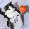 Кот-баскетболист.