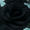 Черная Роза666