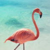 Flamingo.Ran