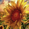 Sunflower_Lover