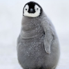 perverse_penguin