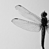 b.black._dragonfly