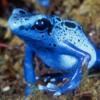 Aquamarine Frog