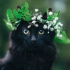 I Black Cat I