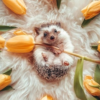 Happy_Hedgehog