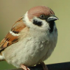 Cute Sparrow