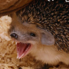 aggressive_hedgehog