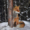 Siberian Fox