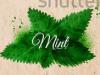 Shy mint leaf