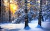 Красота Зимнего Леса