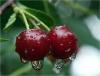 Cherry_Rain