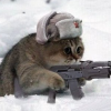 Военный кот