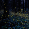 dance of fireflies