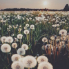 the field of dandelions
