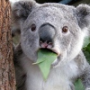 Очень ехидная коала