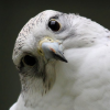 White-Falcon