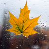 Осенний_дождь