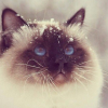 Снежный Кот.