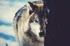 Kiba_werewolf