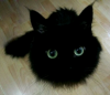 Black Cat Kuroneko