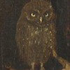 Boschs owl