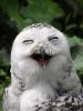 Laughing_owl