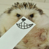 like_hedgehog